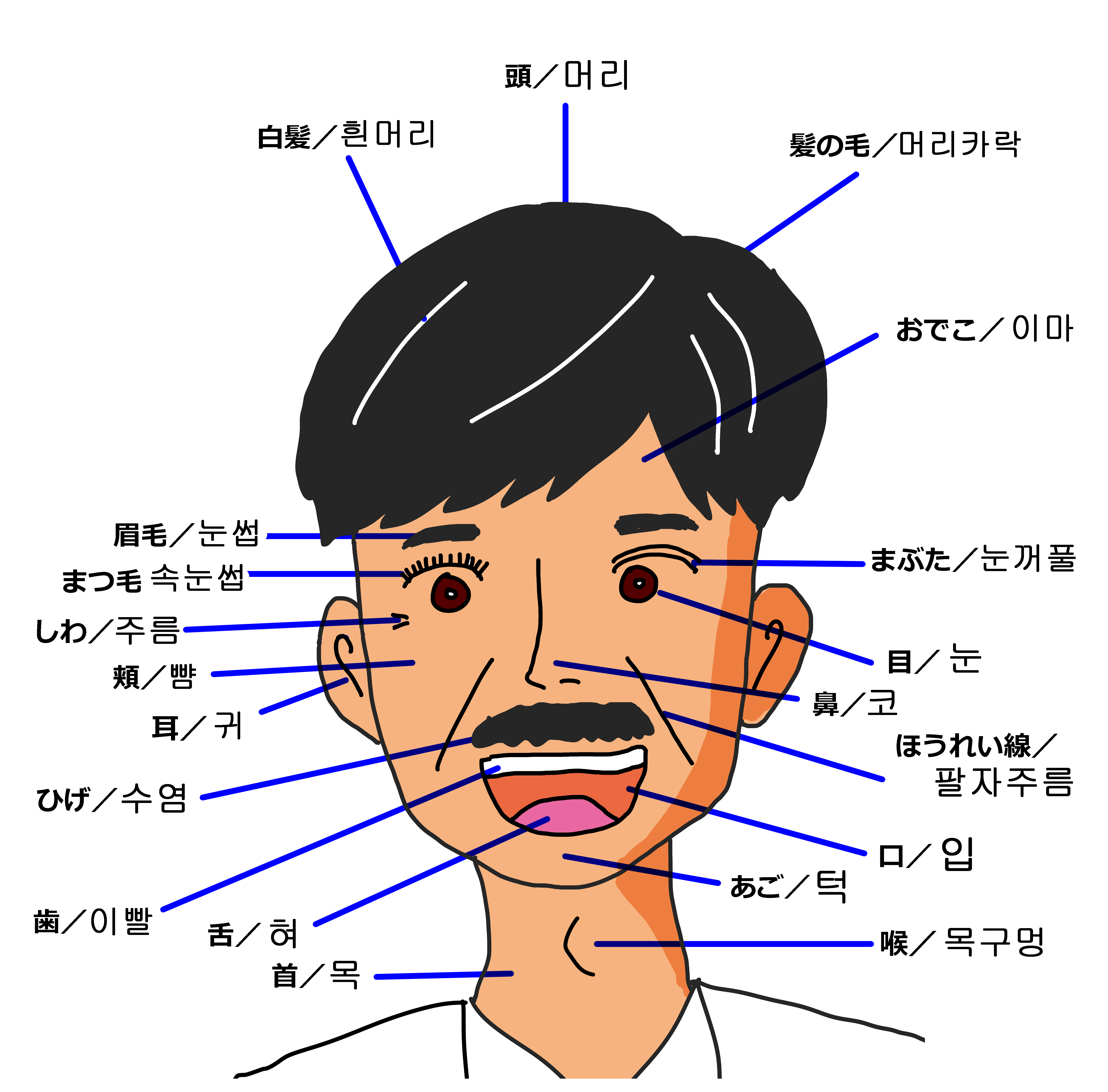 韓国語で体の部位を覚えよう 頭からつま先まで ススメカンコクゴ