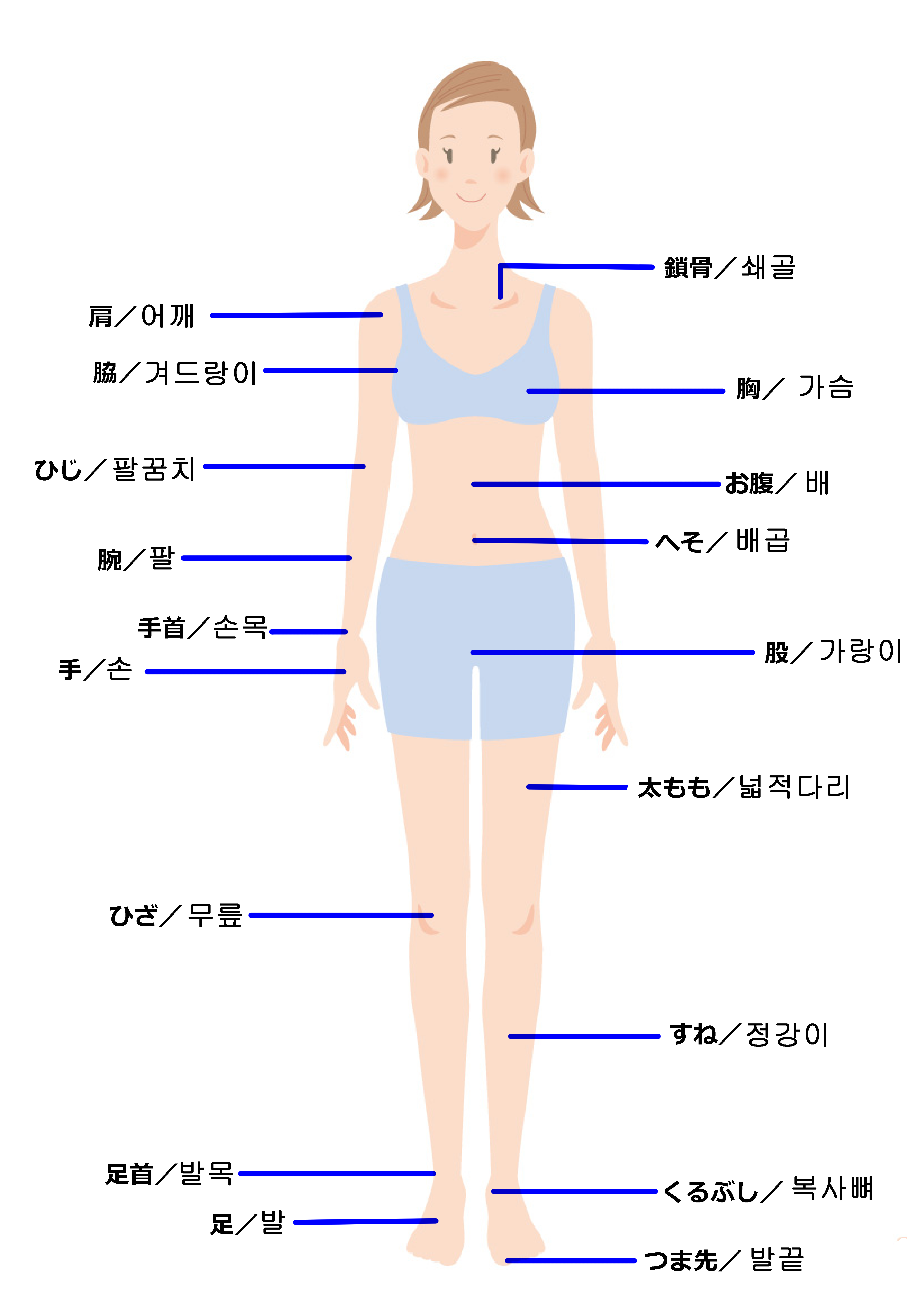 艺用人体解剖|平面|信息图表|SUSPECTLAB - 原创作品 - 站酷 (ZCOOL)