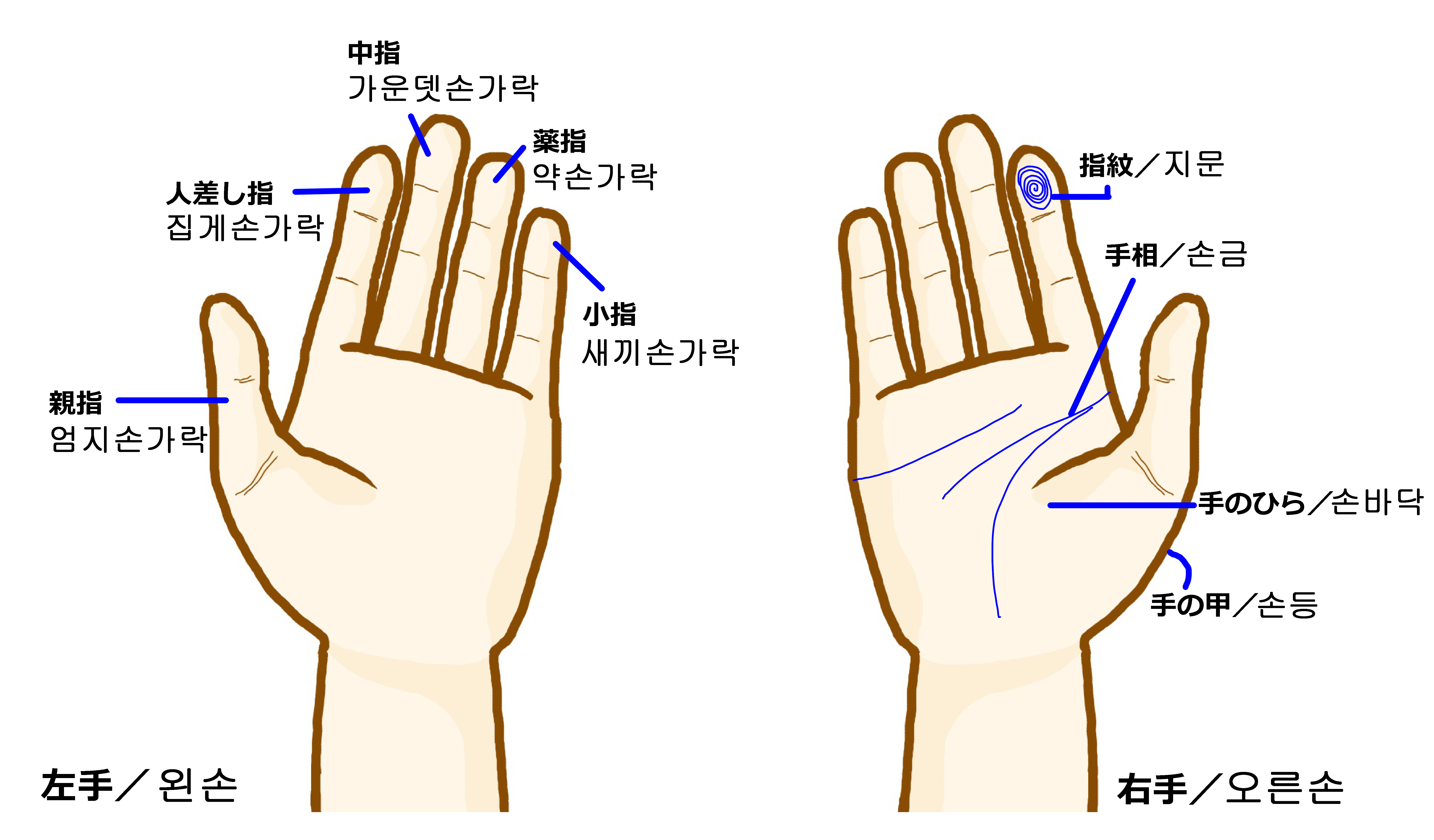 韓国語で体の部位を覚えよう 頭からつま先まで ススメカンコクゴ